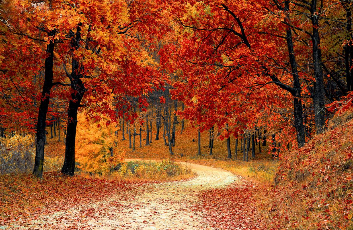 autumn-colorful-colourful-33109 autumn-colorful-colourful-33109